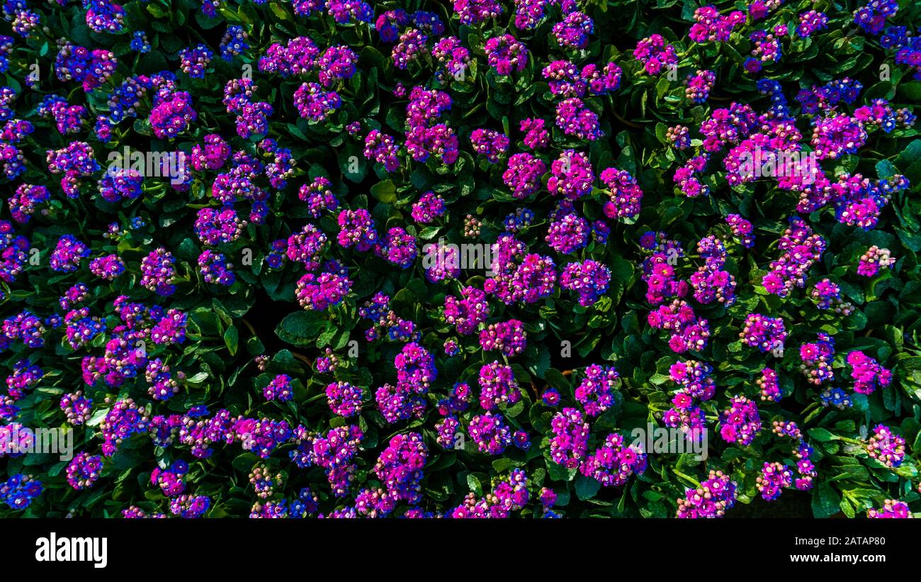 colorful Gillyflower. It is also known as Clove Pink Dianthus