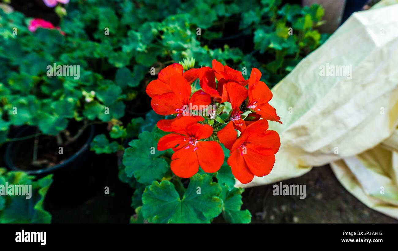 colorful Gillyflower. It is also known as Clove Pink Dianthus