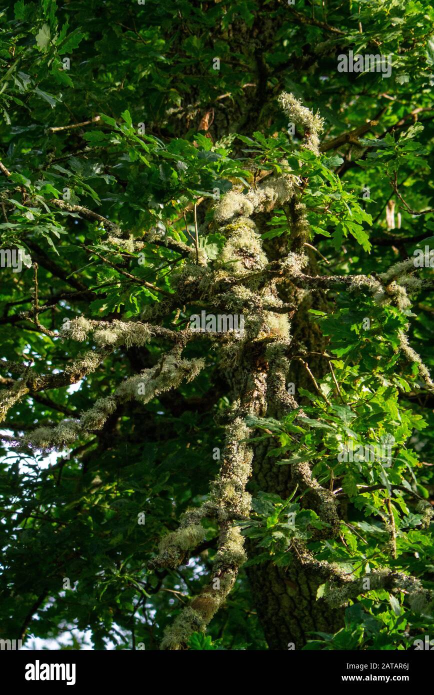 Usnea - also known as tree lichen and Old Man's Beard growing on a Scots Oak tree in the Scottish Highlands of Inverness-shire Scotland UK Stock Photo