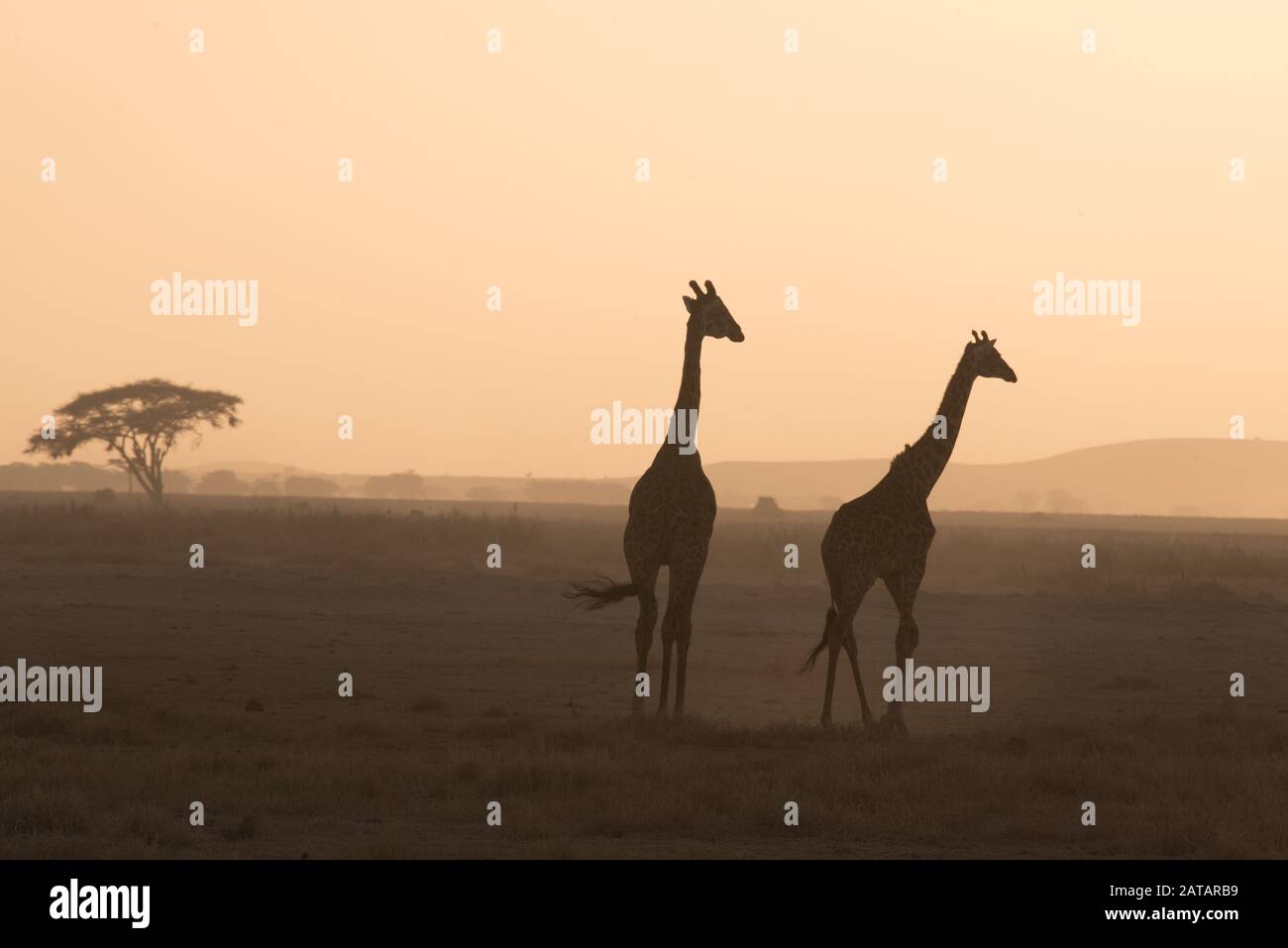 Giraffes sun hi-res stock photography and images - Alamy