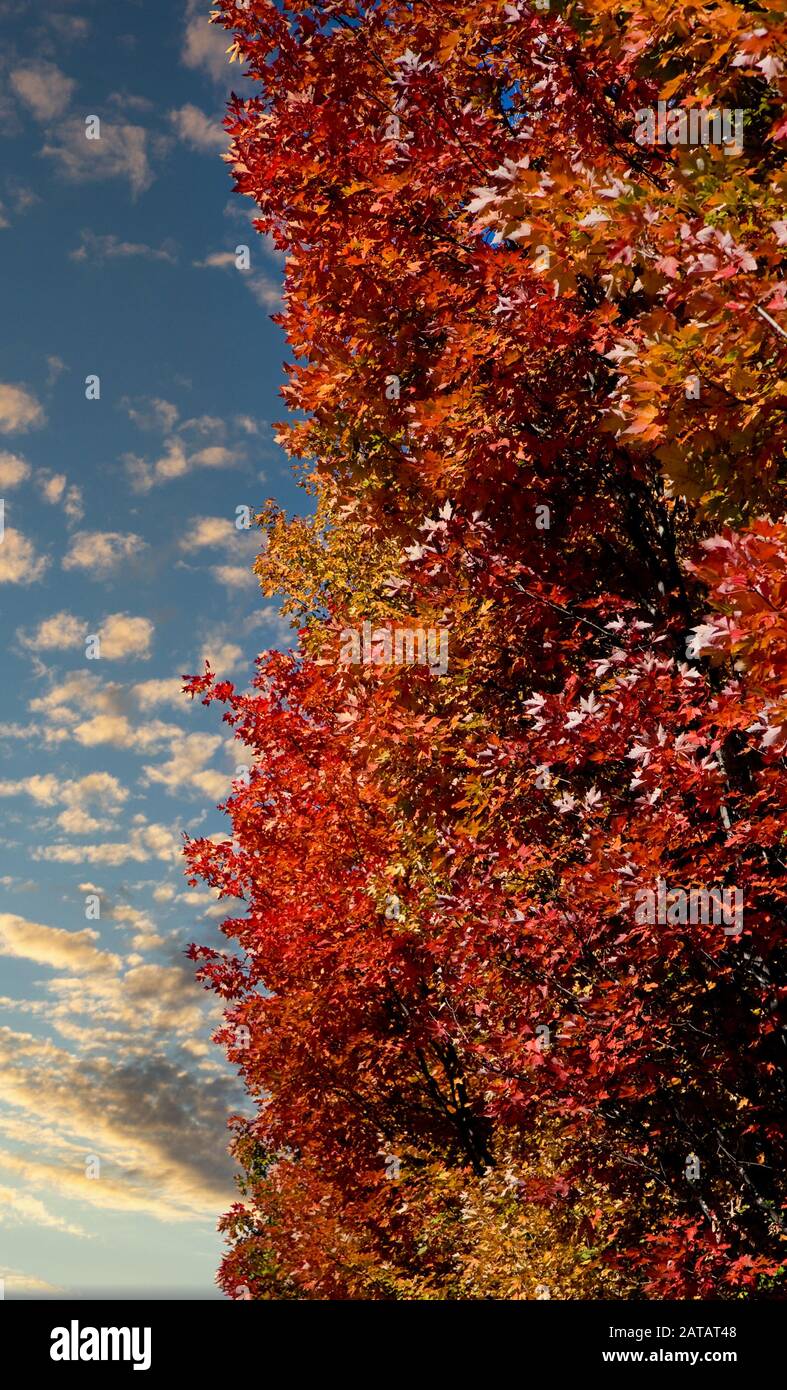 Fall Leaves on Blue Stock Photo
