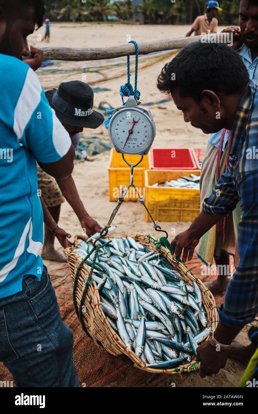 A group of Sri Lankan fishermen waighting fish from the nets on the tropical beach in Trincomalee. Stock Photo