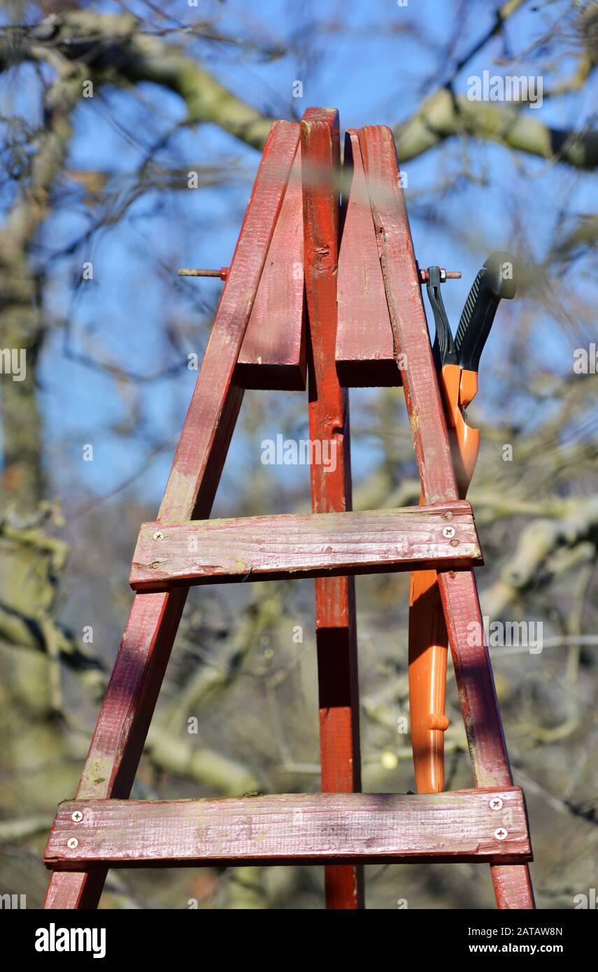 farmer pruning apple tree in winter Stock Photo Alamy
