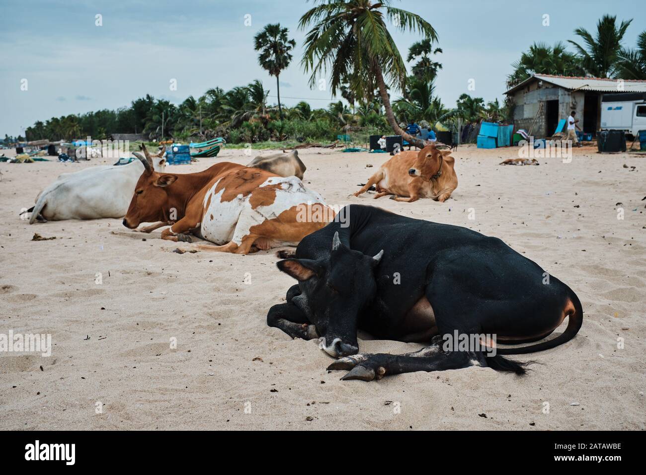 Cows sleeping on a beach in Sri Lanka Stock Photo Alamy