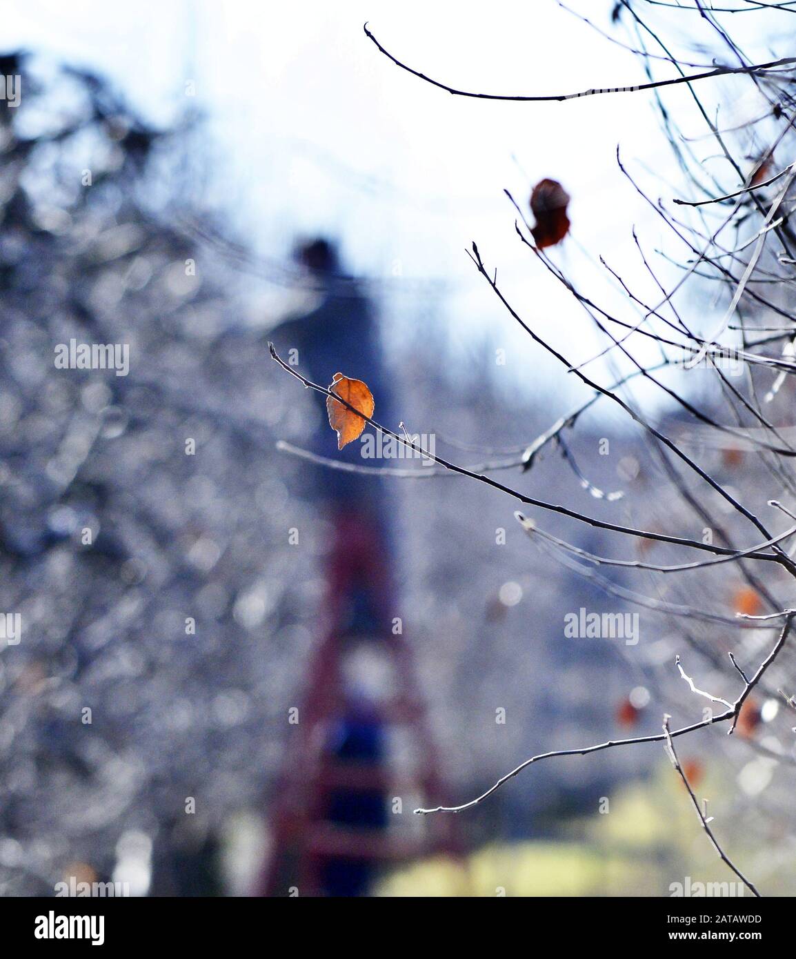 Prune apple tree winter hires stock photography and images Alamy