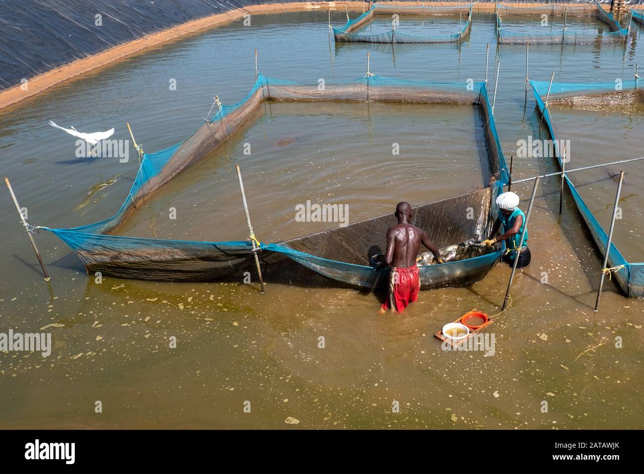 Employees of Victory Farms, the largest fish farmer in Kenya, sort breeding tilapia in a pond Stock Photo