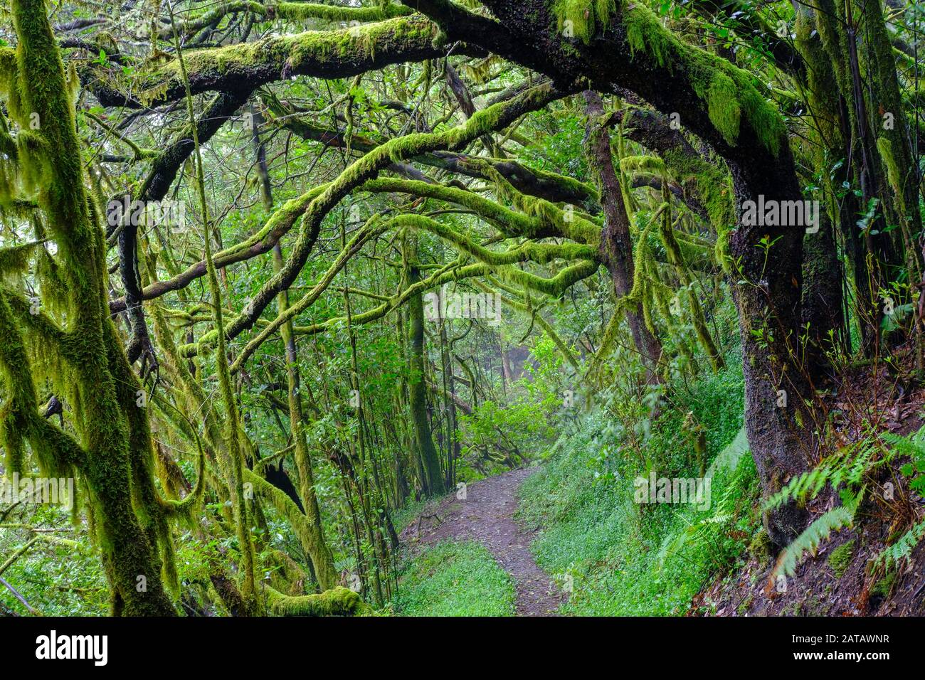 Forest path with mossy tree trunks in cloud forest, near El Cedro, Garajonay National Park, La Gomera, Canary Islands, Spain Stock Photo
