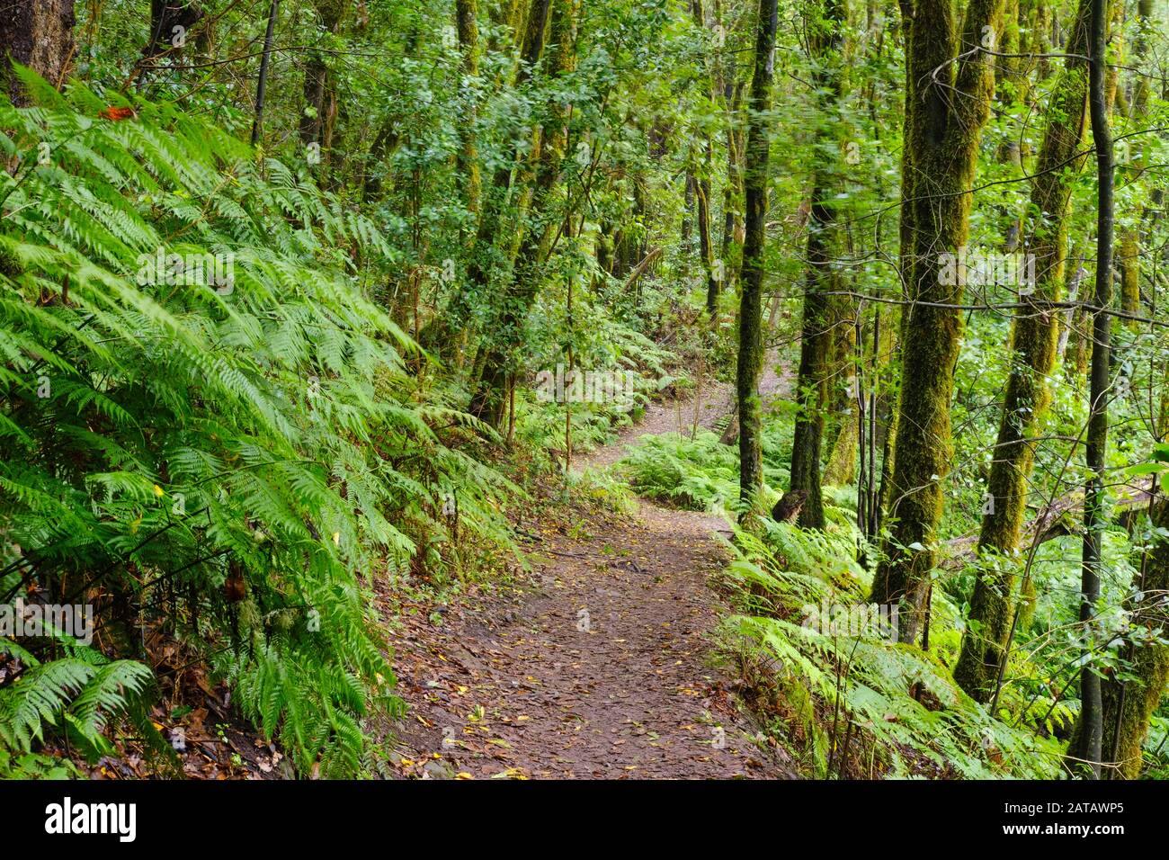 Forest path in the cloud forest near El Cedro, Garajonay National Park, La Gomera, Canary Islands, Spain Stock Photo