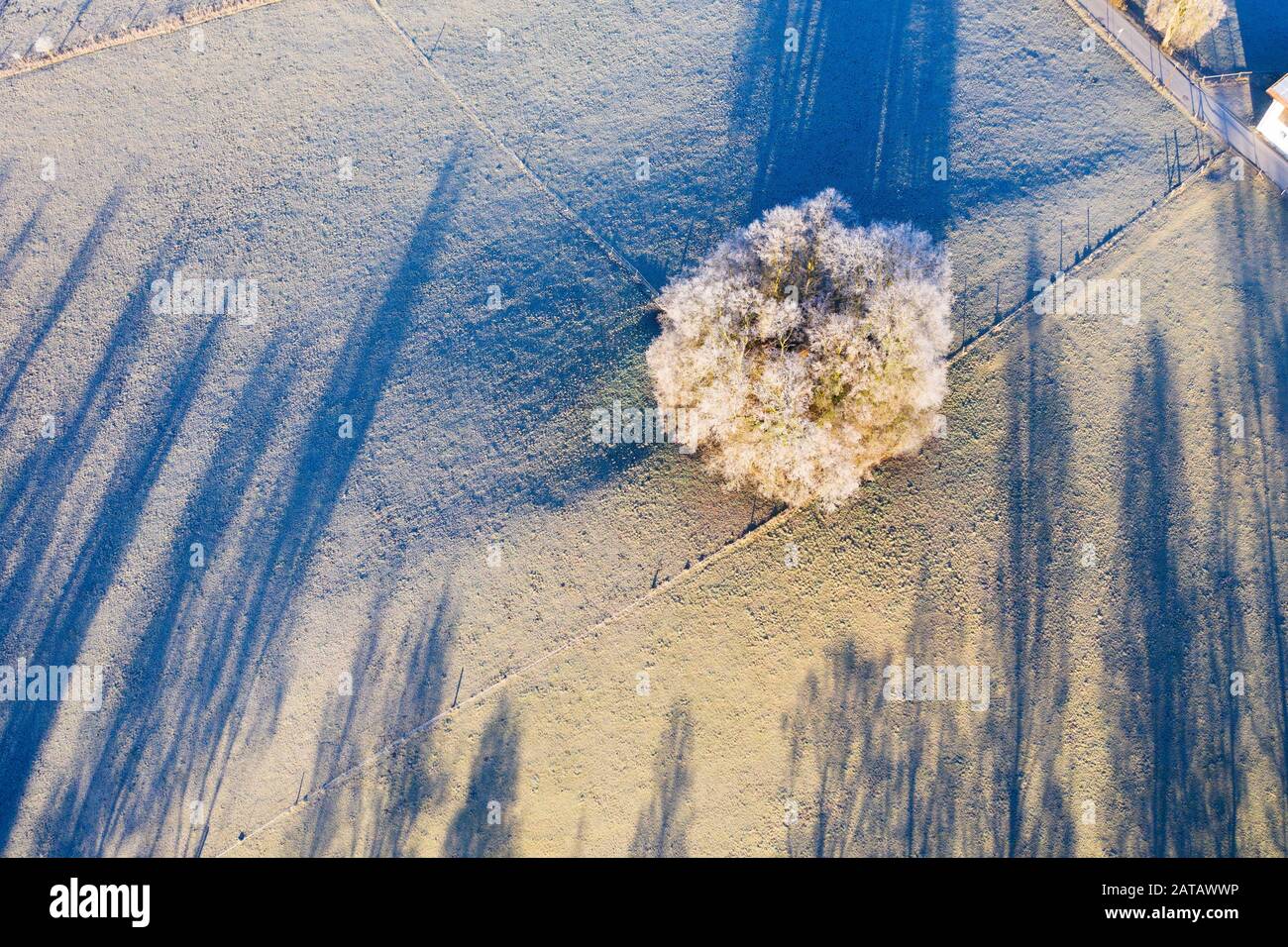 Group of trees with hoarfrost, Schwaigwall, near Geretsried, drone shot, Upper Bavaria, Bavaria, Germany Stock Photo