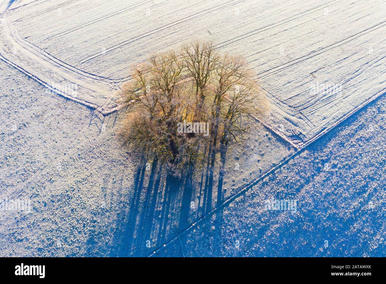 Group of trees in meadows with hoarfrost, Schwaigwall, near Geretsried, drone shot, Upper Bavaria, Bavaria, Germany Stock Photo