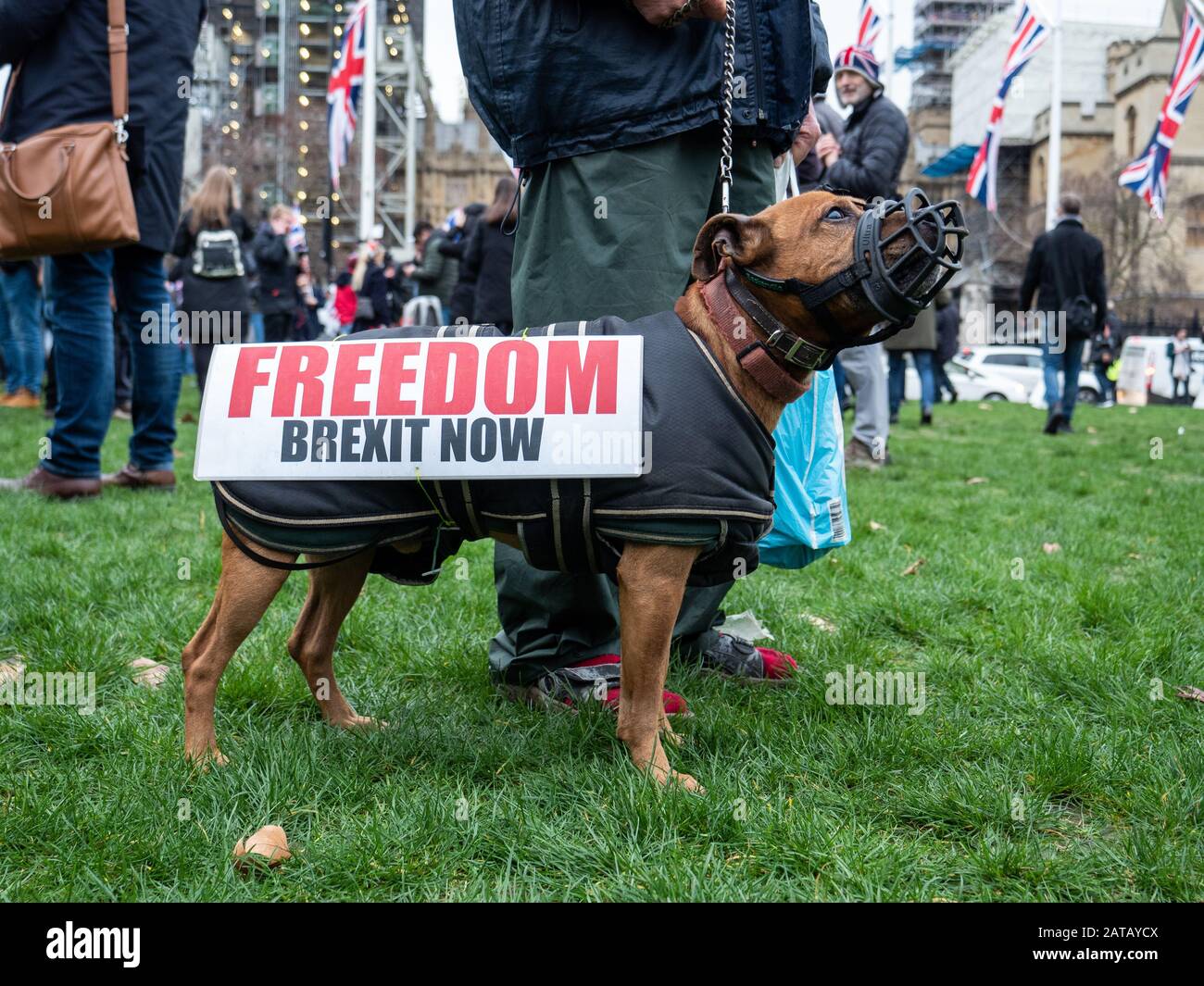Brexit day 31st Jan 2020 and people congregate in Parliament square, London, England. A muzzled dog stands in the foreground wearing a Brexit slogan. Stock Photo