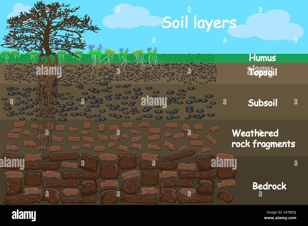 Diagram for layer of soil. Soil layer scheme with plant, earth texture and stones. Cross section of humus and underground soil layers beneath. Vector Stock Vector