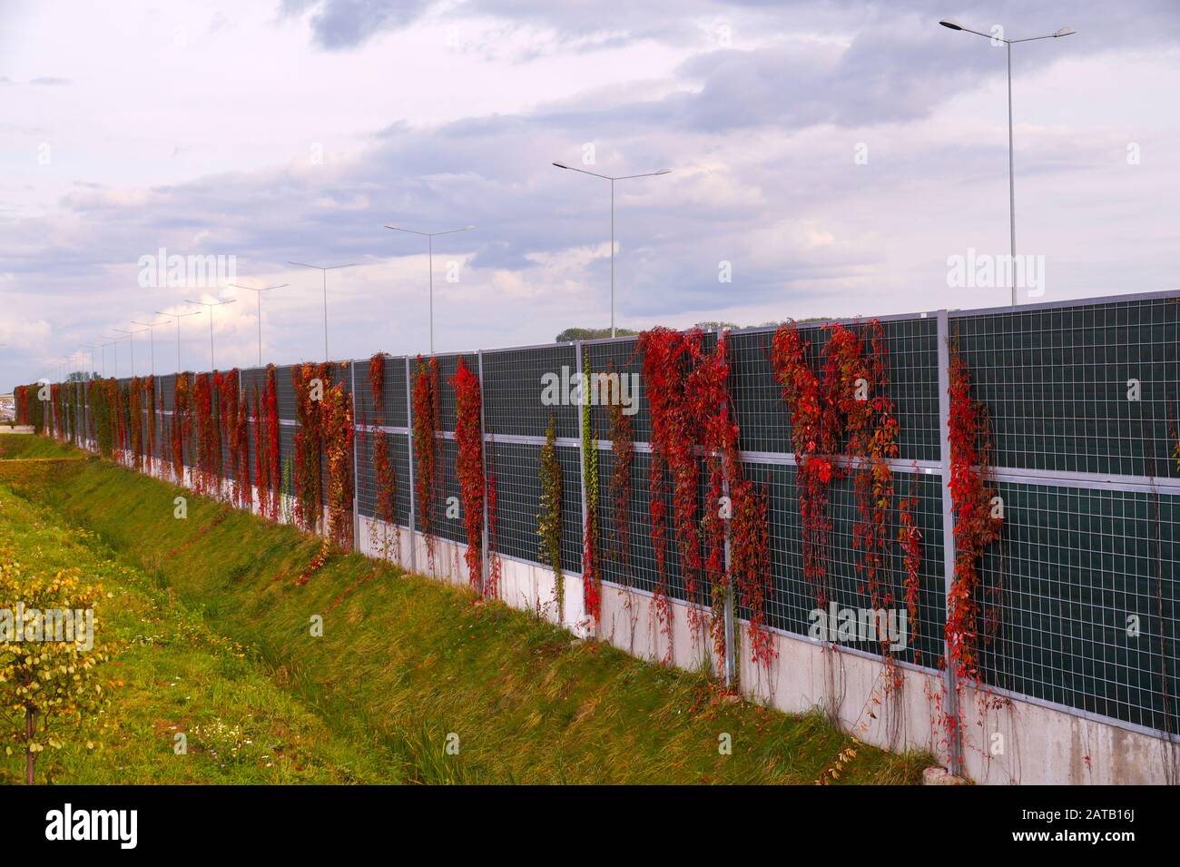 Autumn. Noise barriers at the highway overgrown with Virginia Creeper. Stock Photo