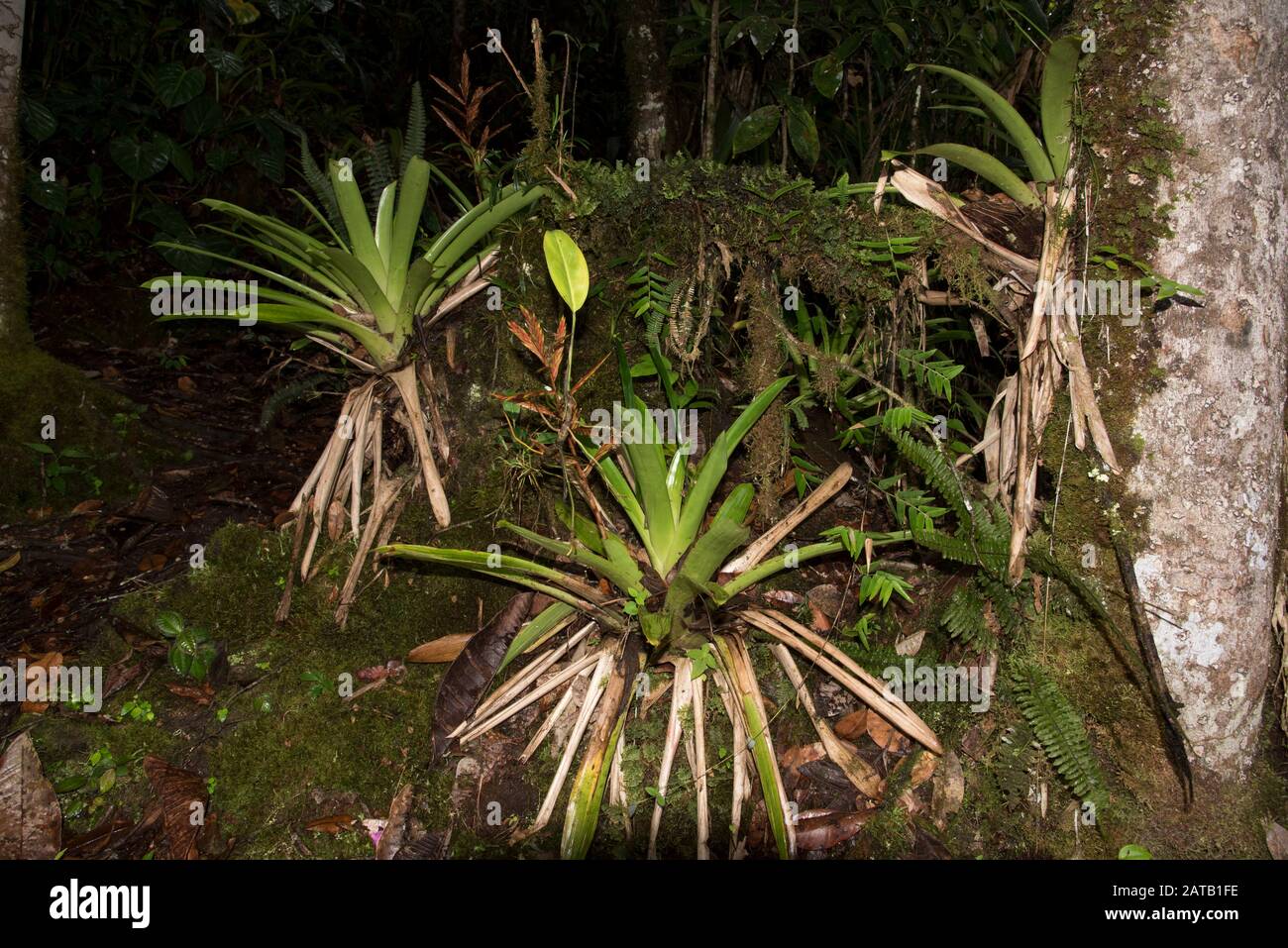 Epiphyte in the primeval forest in the private reserve of Copalinga Lodge in the Andes at 1000 meter above sea level in Ecuador. Stock Photo