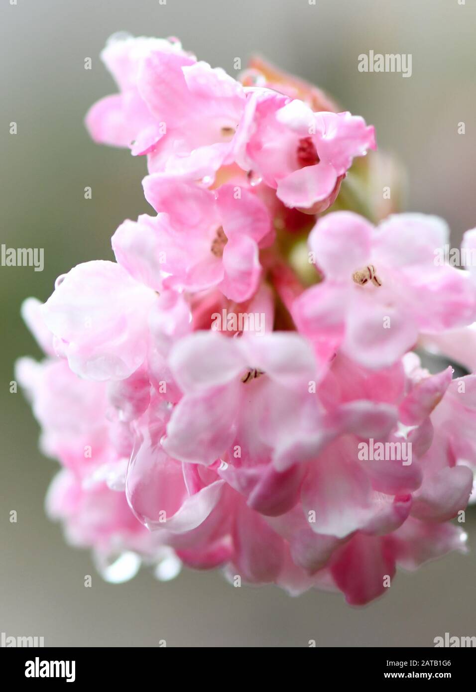 Bonn, Germany. 01st Feb, 2020. Drops of water hang from the pink flowers of a lilac. Credit: Caroline Seidel/dpa/Alamy Live News Stock Photo