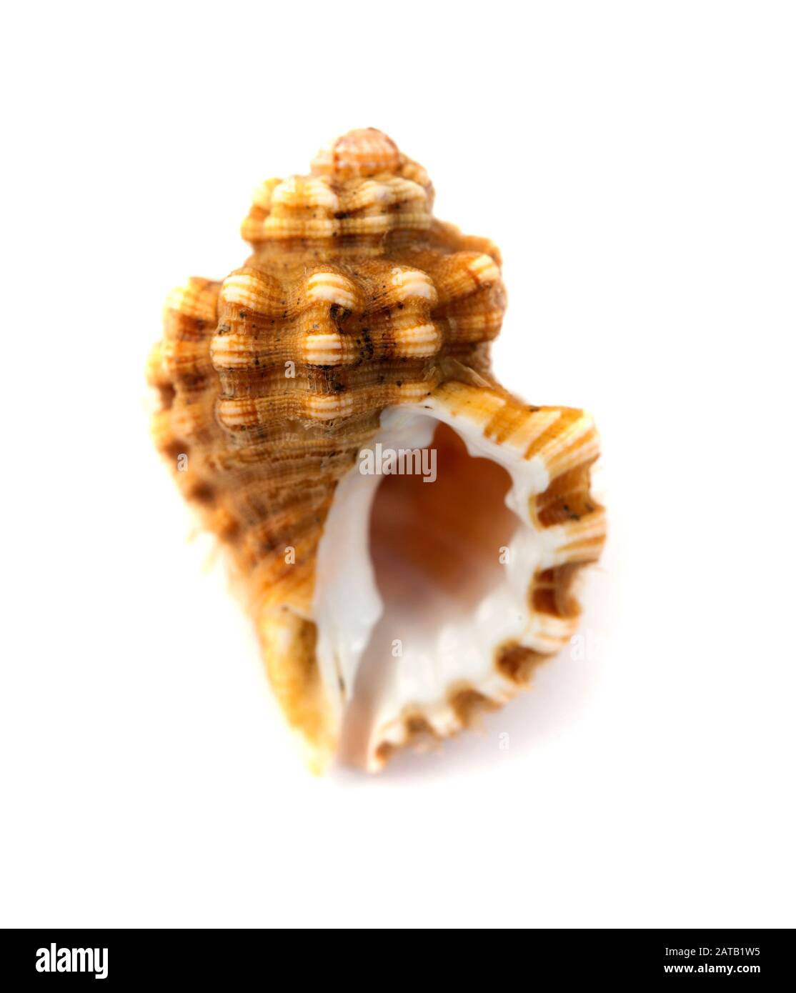 Fauna of Gran Canaria -  small brown seasnail isolated on white Stock Photo