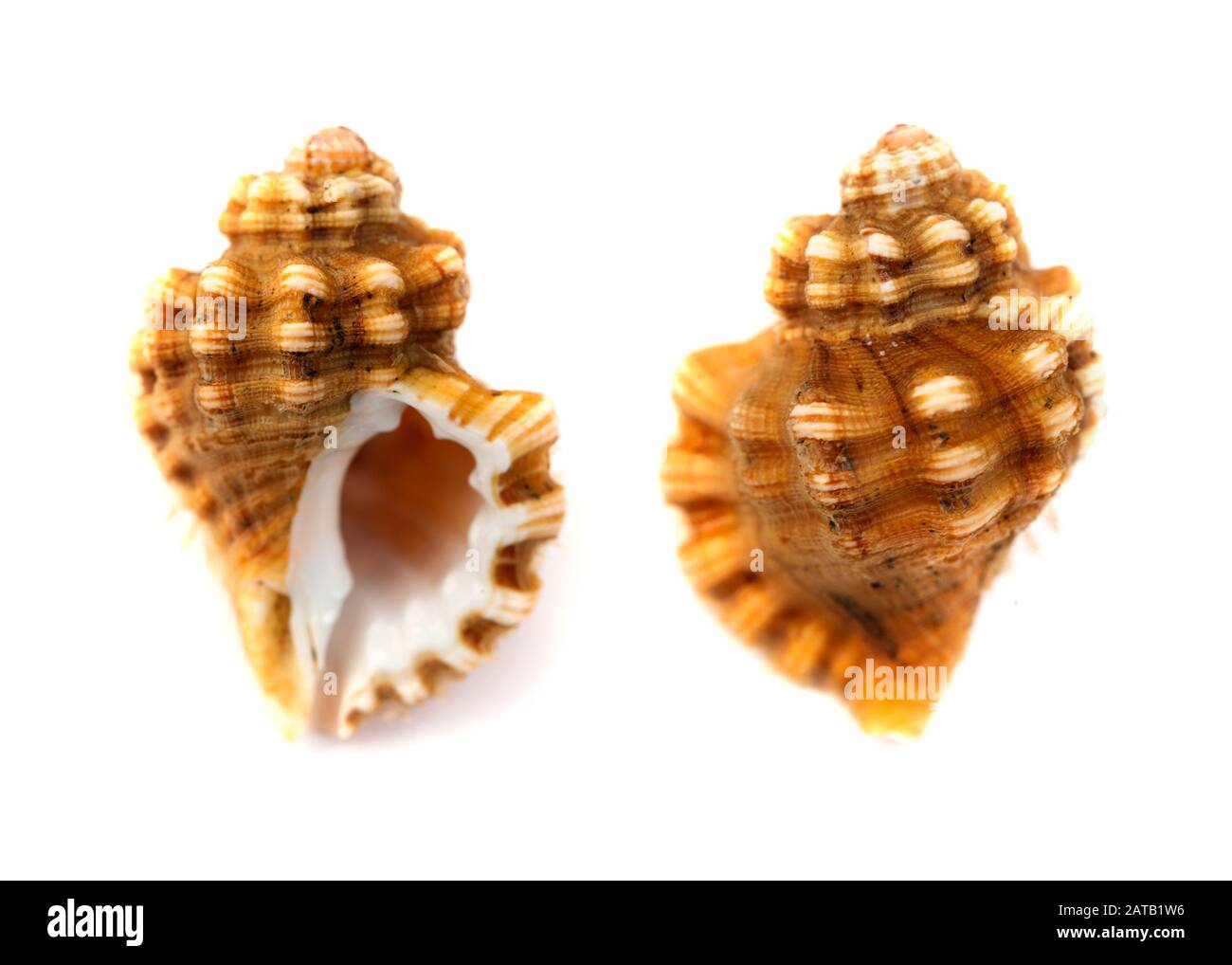 Fauna of Gran Canaria -  small brown seasnail isolated on white Stock Photo