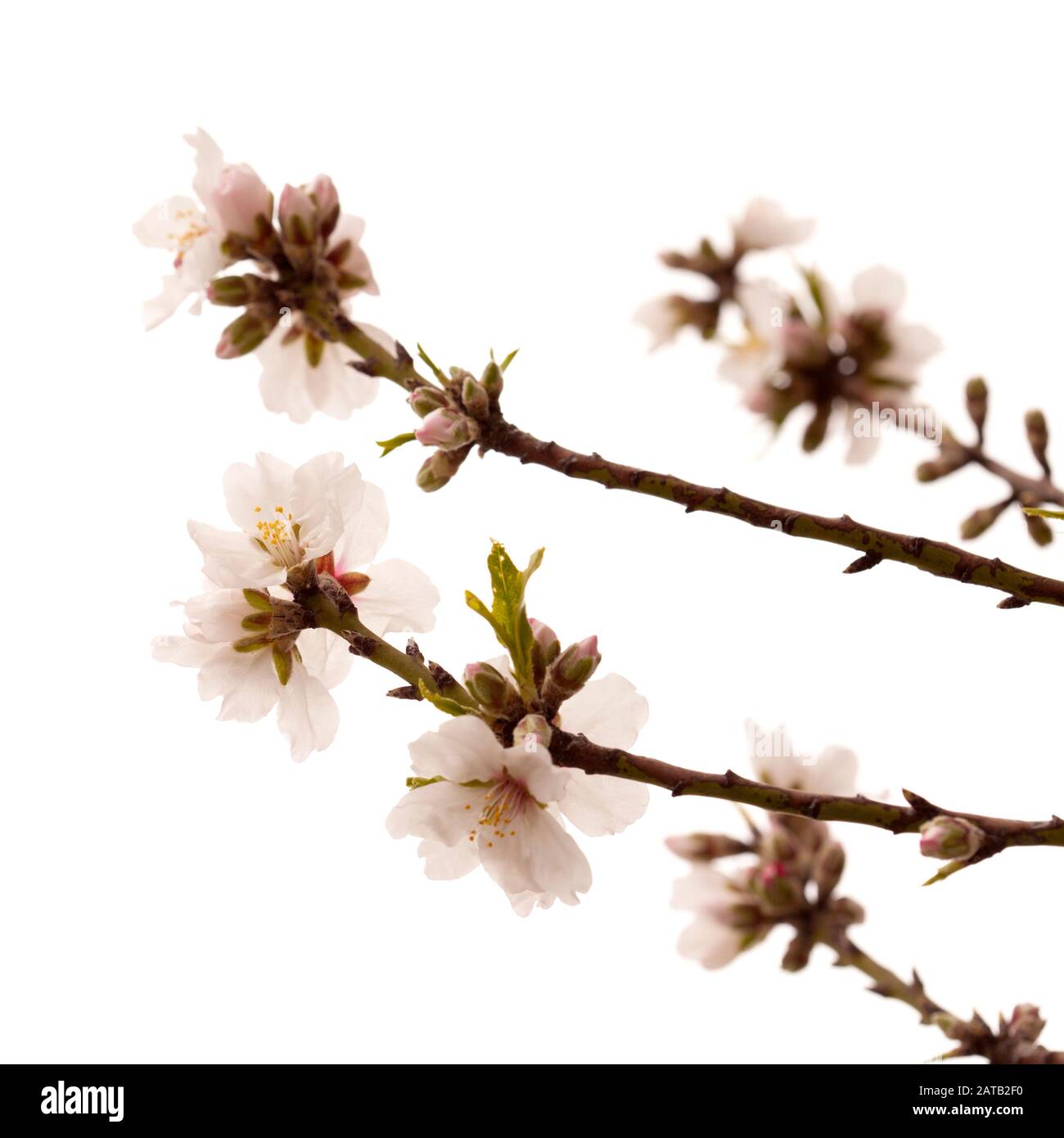 almond blossoms isolated on white background Stock Photo - Alamy