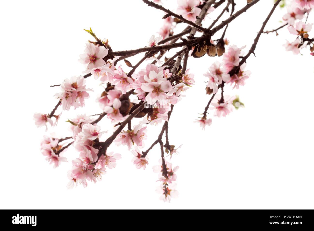 almond blossoms isolated on white background Stock Photo - Alamy