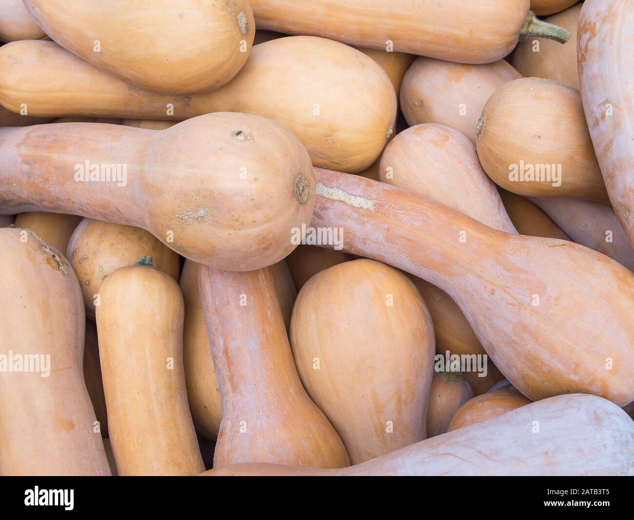 Harvest Heap Of Lunga Di Napoli Italian Squash Cucurbita Moschata Stock Photo Alamy