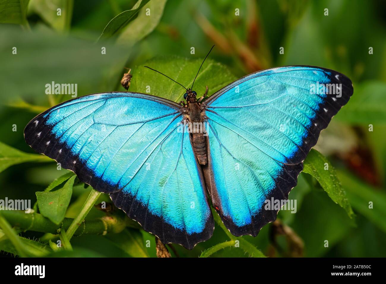 Granada morpho - Morpho granadensis, iconic beautiful large butterfly from Central American forests, Costa Rica. Stock Photo