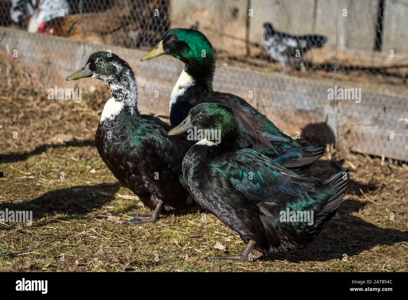 Pommernente (pommeranian duck), a critically endangered duck breed from Norther Germany Stock Photo