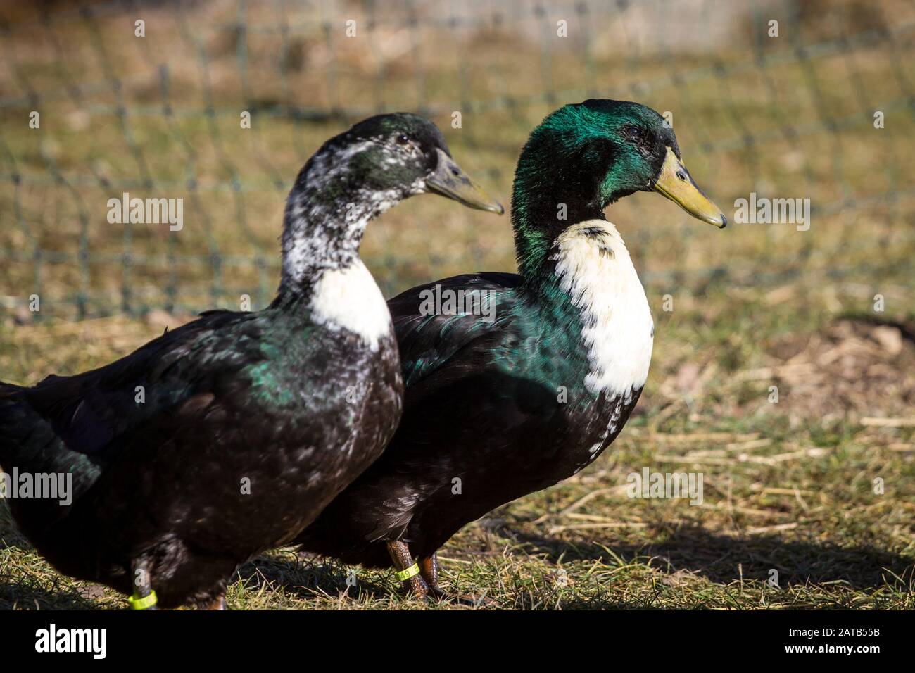 Pommernente (pommeranian duck), a critically endangered duck breed from Norther Germany Stock Photo