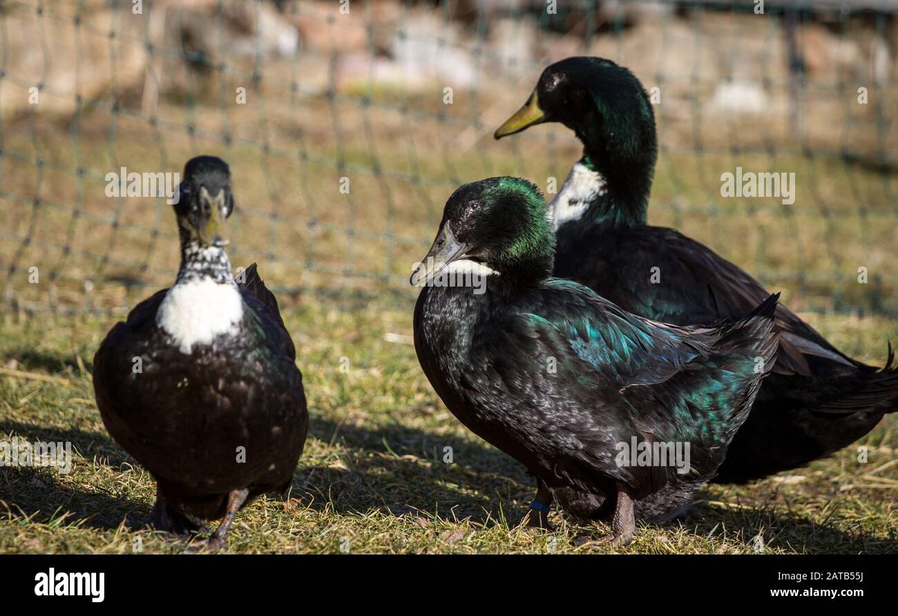 Pommernente (pommeranian duck), a critically endangered duck breed from Norther Germany Stock Photo