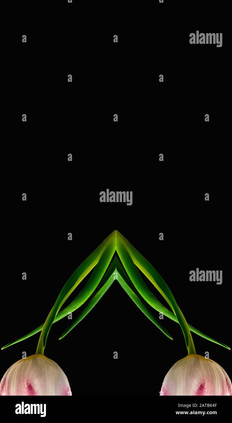 Surrealistic collage of two bright shining pink white tulip half