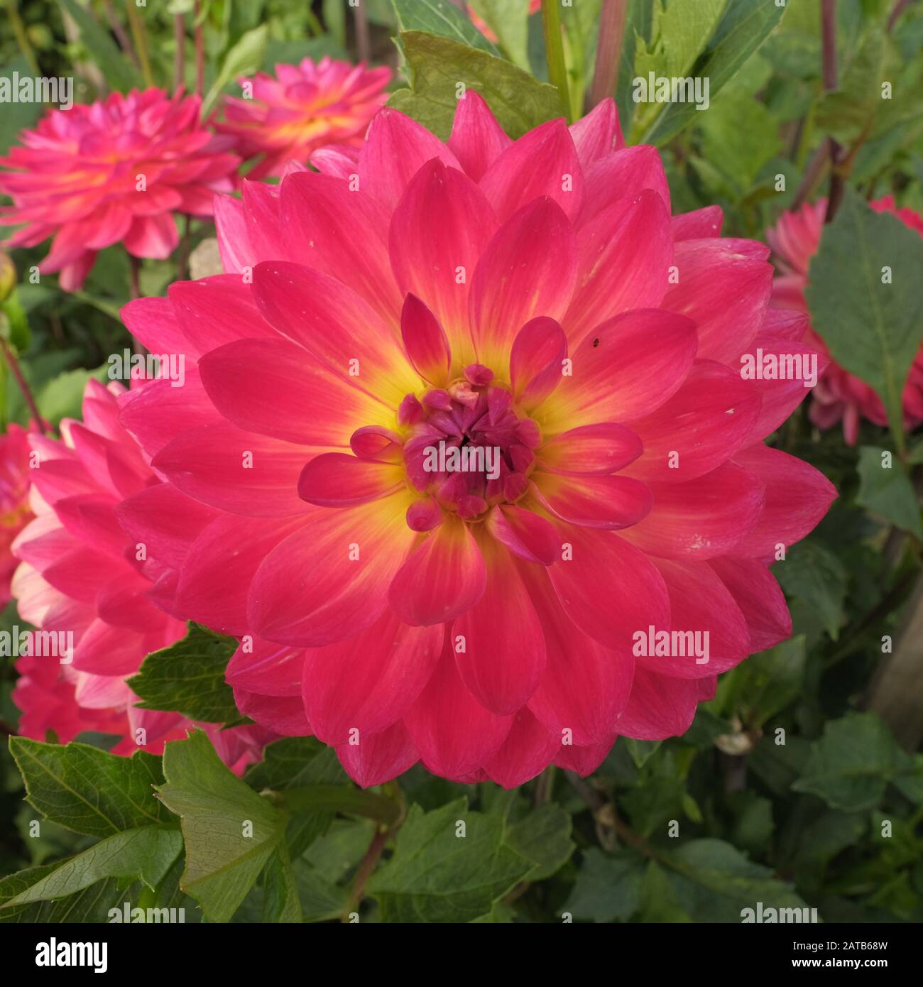 Cheshire, England, Chrysanthemum, Many shades of colour, Asteraceae