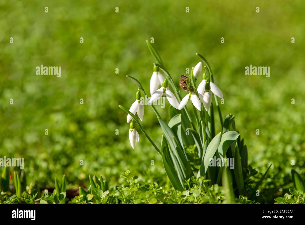 first springtime's snowdrops in the garden Stock Photo