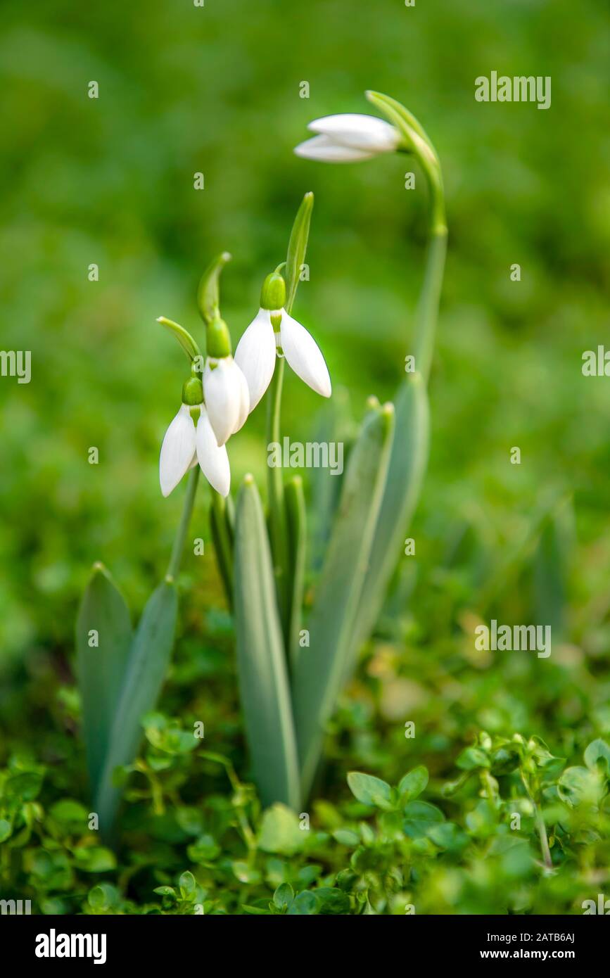 first springtime's snowdrops in the garden Stock Photo - Alamy
