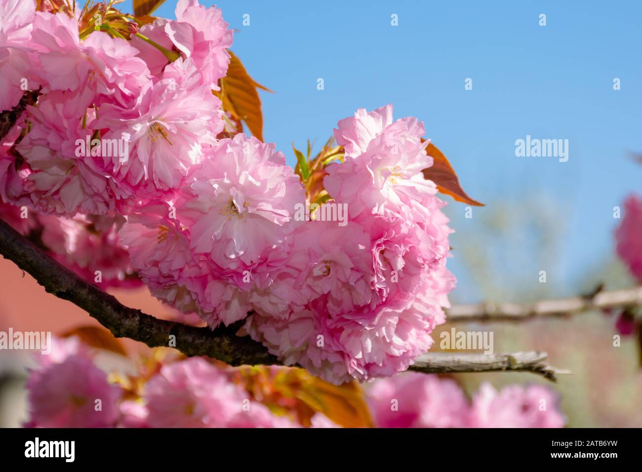 pink cherry blossom close up. spring has sprung. beautiful nature background Stock Photo