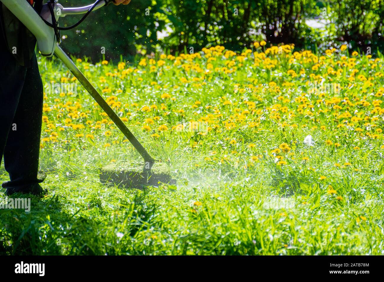 trimming dandelions and other weeds in the yard. an overgrown backyard clearing with brush cutter. springtime lawn care concept Stock Photo