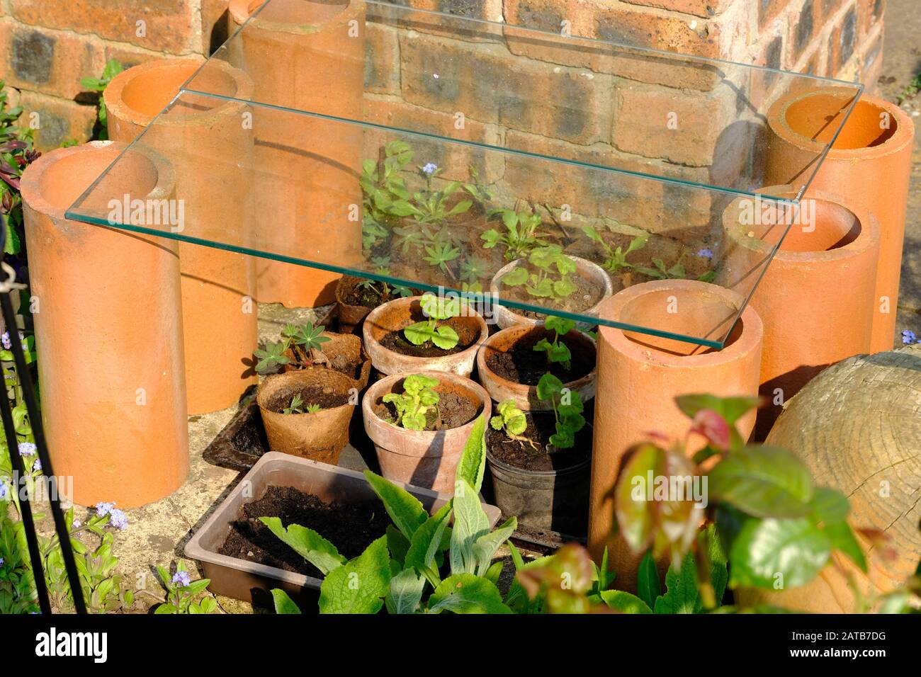 Bunbury, Cheshire, Temporary Cold Frame, English Country Garden, Land Drains. Glass, Plant Propagation. Stock Photo
