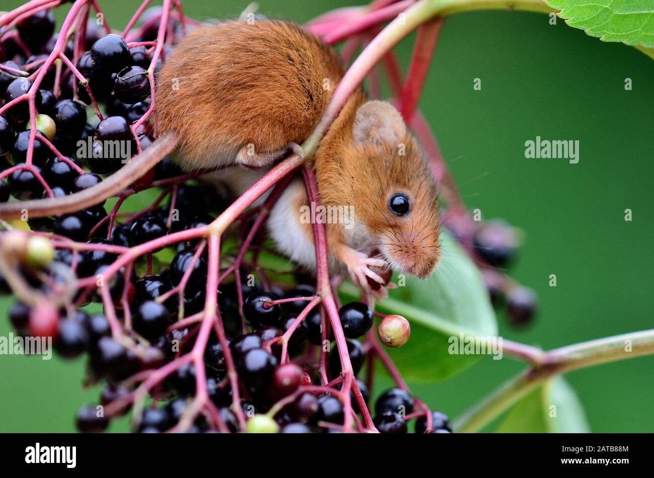 eating elderberries