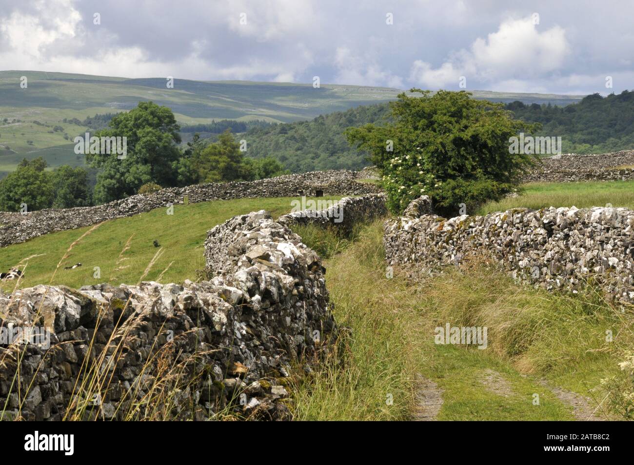 Around the UK - A green lane bordered by dry stone walls.  An image captured on the Dales Way, between Grassington & Burnsall, North Yorkshire, UK Stock Photo