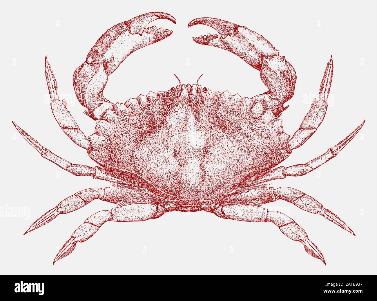 Red rock crab, cancer productus from the west coast of north america in top view Stock Vector