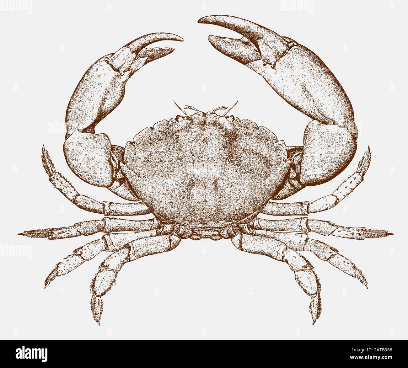 Male florida stone crab, menippe mercenaria from the western north atlantic ocean in top view Stock Vector