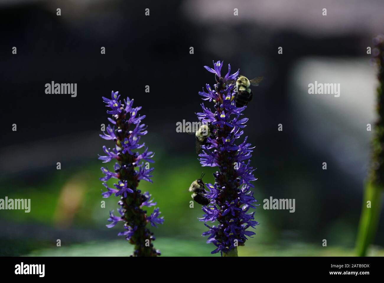 Bumble Bees Sipping Nectar from a Purple Hyacinth Flower Stock Photo