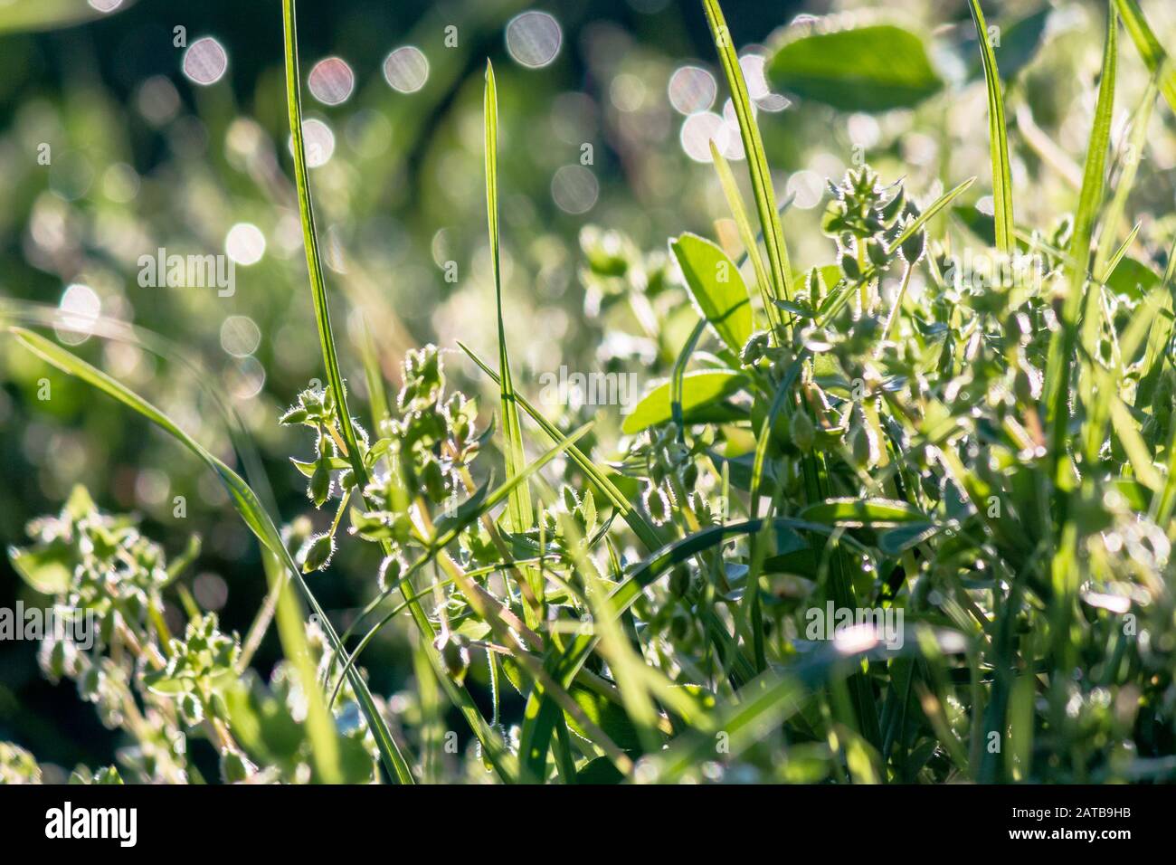 dew drops on the green grass. wonderful close up of nature background in the morning. freshness concept Stock Photo