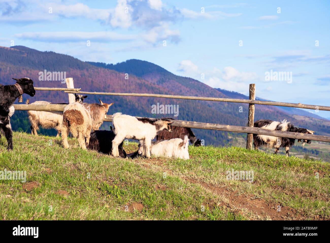 herd of goats on the alpine meadow in spring. beautiful rural scenery in evening light. mountain ridge in the distance. wonderful sunny weather with f Stock Photo