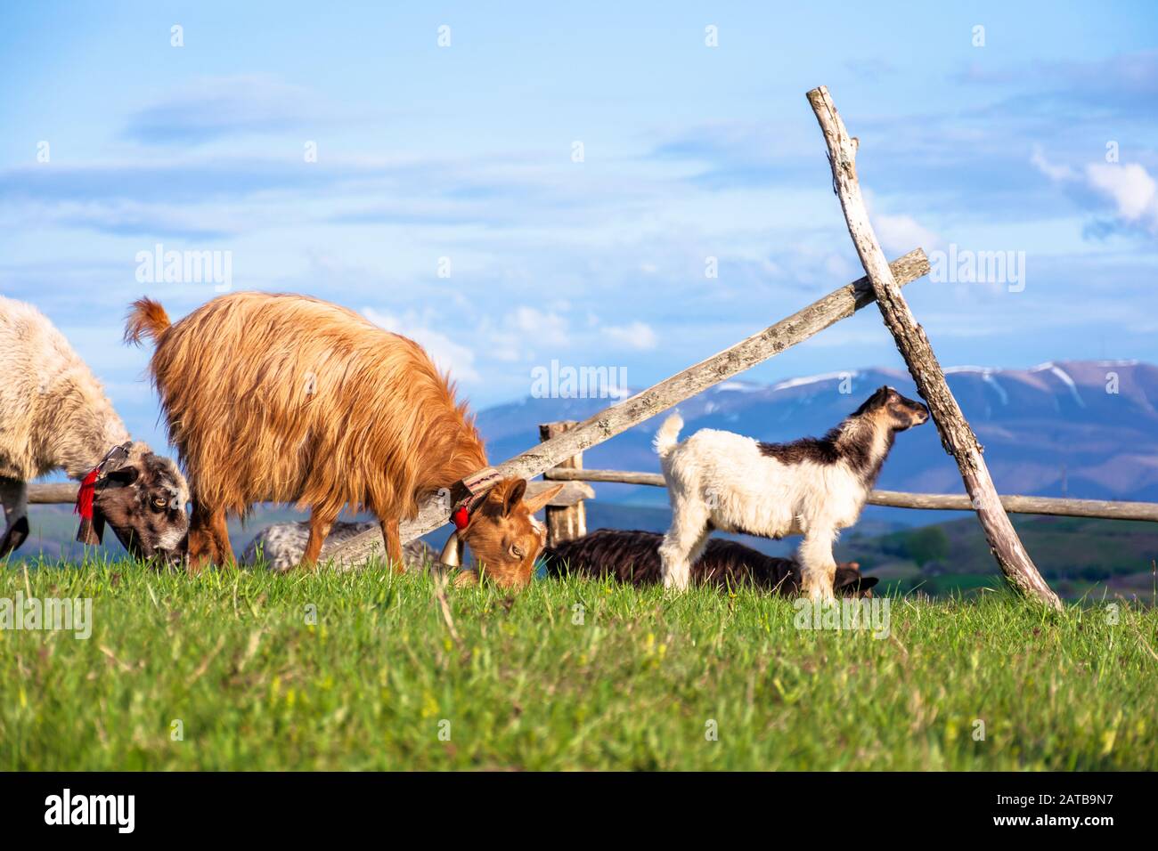 herd of goats on the alpine meadow in spring. beautiful rural scenery in evening light. mountain ridge in the distance. wonderful sunny weather with f Stock Photo