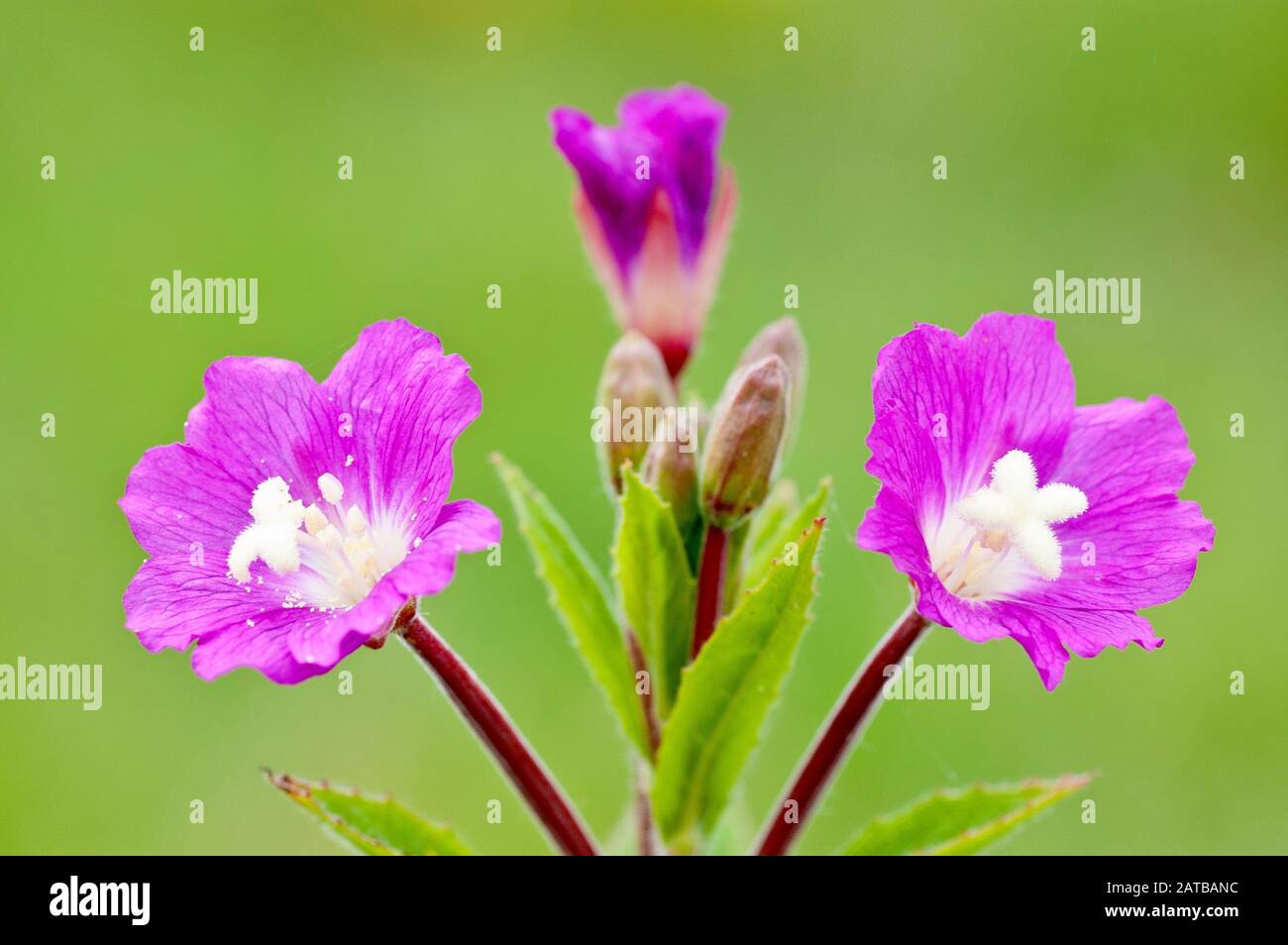 Great Willowherb (epilobium hirsutum), also known as Codlins and Cream, close up showing two flowers with buds. Stock Photo