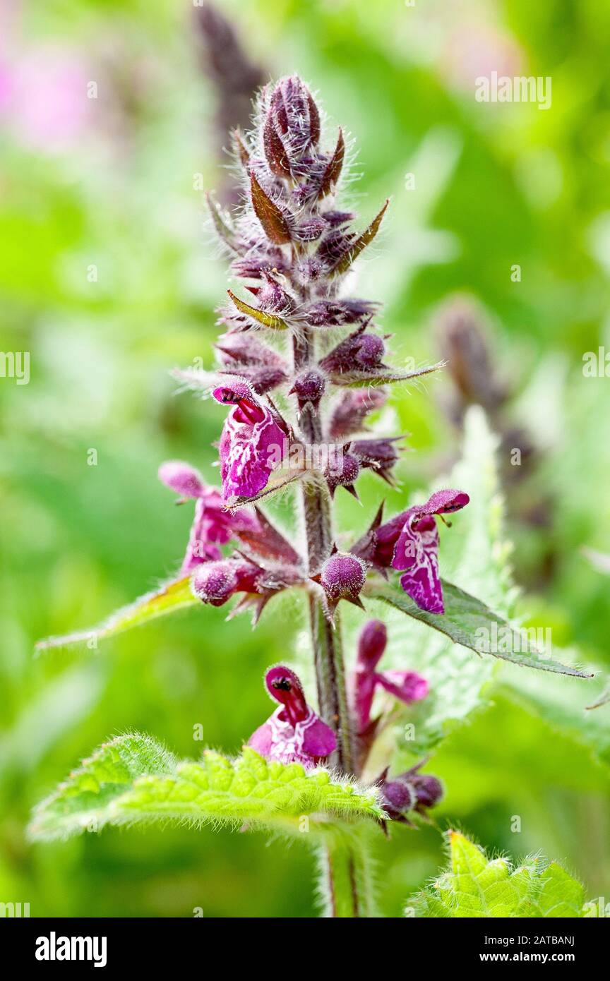 Hedge Woundwort (stachys sylvatica), close up of a flowering spike with low depth of field. Stock Photo