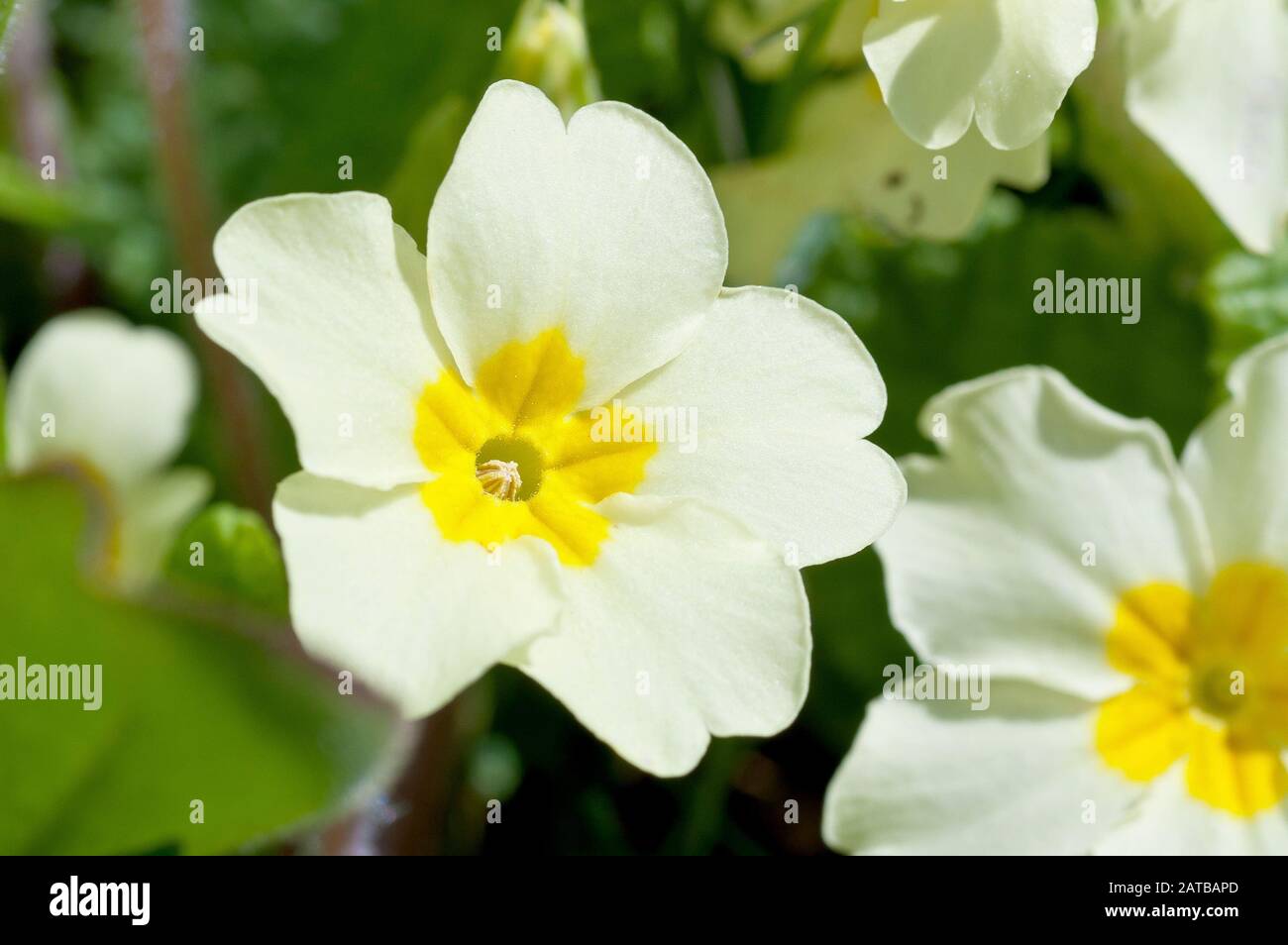 Primrose (primula vulgaris), close up of single thrum-eyed flower out of many. Stock Photo