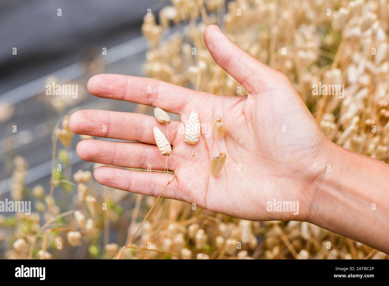 Close up of hand holding delicate beautiful flowers Stock Photo