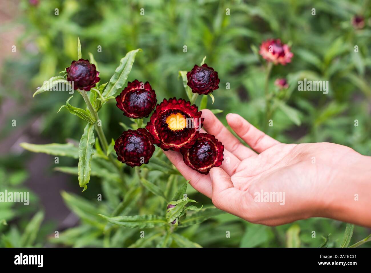 Flower Framer's hand showing flowers Stock Photo