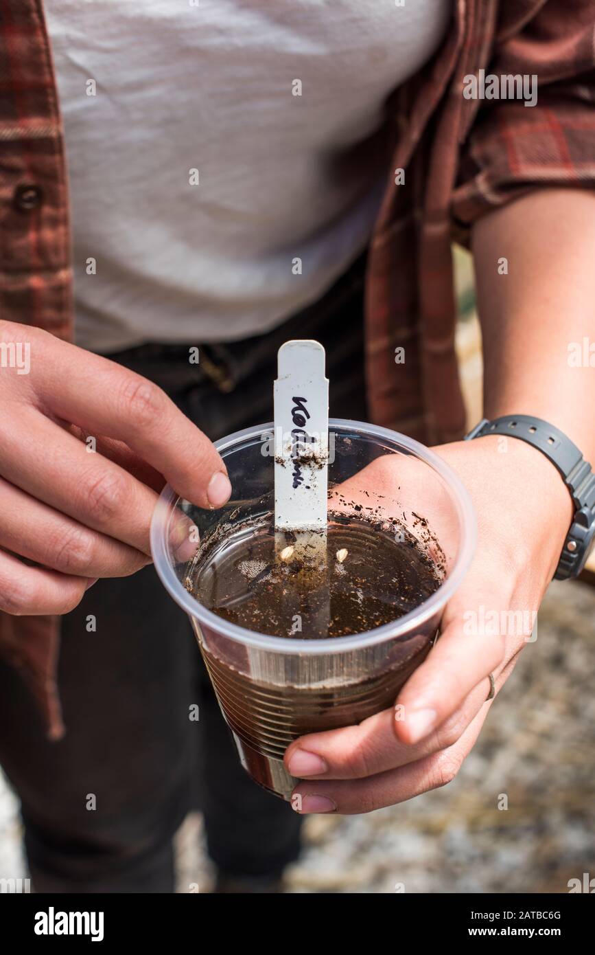 Hands holding cup of rice seeds planted in soil and water. Stock Photo