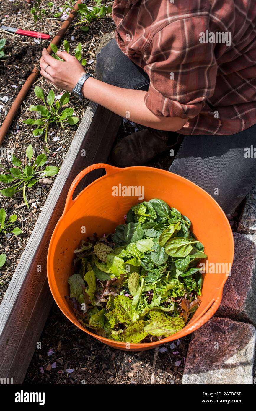 urban farmer harvesting greens from a raised bed garden Stock Photo Alamy